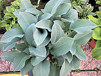 Klicken Sie auf die Vorschau, um das Vollbild zu sehen Hosta%20nigrescens%20Krossa%20Regal%2002.JPG