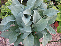 Klicken Sie auf die Vorschau, um das Vollbild zu sehen Hosta%20nigrescens%20Krossa%20Regal%2003.JPG