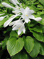 Klicken Sie auf die Vorschau, um das Vollbild zu sehen Hosta%20plantaginea%20Grandiflora%2001.jpg
