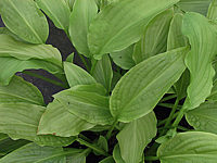 Klicken Sie auf die Vorschau, um das Vollbild zu sehen Hosta%20plantaginea%20Honeybells%2002.JPG