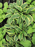 Klicken Sie auf die Vorschau, um das Vollbild zu sehen Hosta%20plantaginea%20So%20Sweet%202.JPG