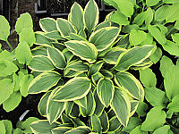 Klicken Sie auf die Vorschau, um das Vollbild zu sehen Hosta%20plantaginea%20So%20Sweet%203.JPG