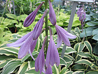 Klicken Sie auf die Vorschau, um das Vollbild zu sehen Hosta%20plantaginea%20So%20Sweet%20Bluete.JPG