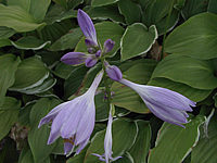 Klicken Sie auf die Vorschau, um das Vollbild zu sehen Hosta%20plantaginea%20Summer%20Fragrance%2002.jpg
