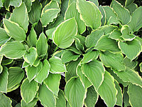 Klicken Sie auf die Vorschau, um das Vollbild zu sehen Hosta%20plantaginea%20Summer%20Fragrance%2003.JPG