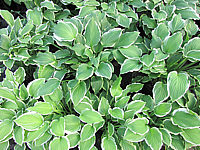 Klicken Sie auf die Vorschau, um das Vollbild zu sehen Hosta%20plantaginea%20Summer%20Fragrance%2004.JPG