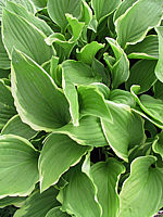 Klicken Sie auf die Vorschau, um das Vollbild zu sehen Hosta%20plantaginea%20Summer%20Fragrance%2009.jpg