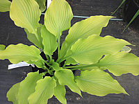 Klicken Sie auf die Vorschau, um das Vollbild zu sehen Hosta%20plantaginea%20Sun%20Power%2003.JPG