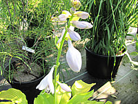 Klicken Sie auf die Vorschau, um das Vollbild zu sehen Hosta%20plantaginea%20Sun%20Power%20Bluete1.JPG