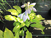 Klicken Sie auf die Vorschau, um das Vollbild zu sehen Hosta%20plantaginea%20Sun%20Power%20Bluete2.JPG
