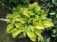Klicken Sie auf die Vorschau, um das Vollbild zu sehen Hosta%20plantaginea%20Sun%20Power%20Sol%2001.JPG