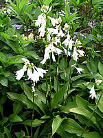 Klicken Sie auf die Vorschau, um das Vollbild zu sehen Hosta%20rectifolia%20Alba%2001.jpg