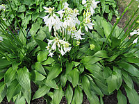 Klicken Sie auf die Vorschau, um das Vollbild zu sehen Hosta%20rectifolia%20Alba%2002%20Blueten%201.JPG