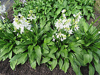 Klicken Sie auf die Vorschau, um das Vollbild zu sehen Hosta%20rectifolia%20Alba%2003%20Blueten.JPG