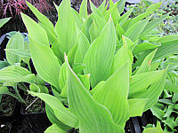 Klicken Sie auf die Vorschau, um das Vollbild zu sehen Hosta%20rectifolia%20Alba%2008.JPG