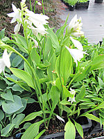 Klicken Sie auf die Vorschau, um das Vollbild zu sehen Hosta%20rectifolia%20Alba%2009.JPG
