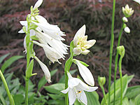 Klicken Sie auf die Vorschau, um das Vollbild zu sehen Hosta%20rectifolia%20Alba%20Bluete-1.JPG