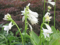 Klicken Sie auf die Vorschau, um das Vollbild zu sehen Hosta%20rectifolia%20Alba%20Bluete-2%20unscharf.JPG