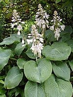 Klicken Sie auf die Vorschau, um das Vollbild zu sehen Hosta%20sieboldiana%20Elegans%2001.jpg