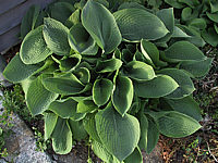 Klicken Sie auf die Vorschau, um das Vollbild zu sehen Hosta%20sieboldiana%20Elegans%2002.jpg