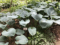 Hosta%20sieboldiana%20Elegans%2003%20(im%20Berggarten).JPG