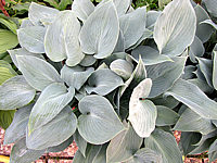 Klicken Sie auf die Vorschau, um das Vollbild zu sehen Hosta%20tardiana%20Halcyon%2001.JPG