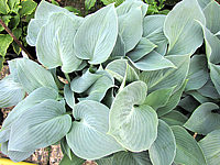 Klicken Sie auf die Vorschau, um das Vollbild zu sehen Hosta%20tardiana%20Halcyon%2002.JPG