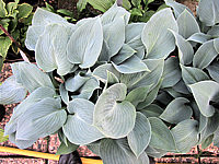 Klicken Sie auf die Vorschau, um das Vollbild zu sehen Hosta%20tardiana%20Halcyon%2003.JPG