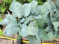 Klicken Sie auf die Vorschau, um das Vollbild zu sehen Hosta%20tardiana%20Halcyon%2004.JPG