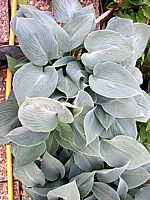 Klicken Sie auf die Vorschau, um das Vollbild zu sehen Hosta%20tardiana%20Halcyon%2005.JPG