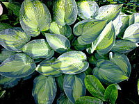 Klicken Sie auf die Vorschau, um das Vollbild zu sehen Hosta%20tardiana%20June%2002.jpg