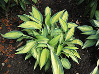 Klicken Sie auf die Vorschau, um das Vollbild zu sehen Hosta%20tardiana%20June%2003.JPG