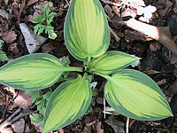 Klicken Sie auf die Vorschau, um das Vollbild zu sehen Hosta%20tardiana%20June%2004.jpg