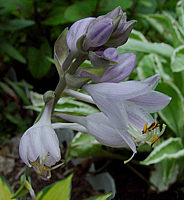 Klicken Sie auf die Vorschau, um das Vollbild zu sehen Hosta%20tardiana%20June%2006.jpeg