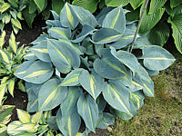 Klicken Sie auf die Vorschau, um das Vollbild zu sehen Hosta%20tardiana%20June%20X%2001.JPG