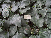 Klicken Sie auf die Vorschau, um das Vollbild zu sehen Hosta%20tardiana%20im%20Schatten.JPG