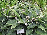 Klicken Sie auf die Vorschau, um das Vollbild zu sehen Hosta%20tardiana%20sonnig.JPG