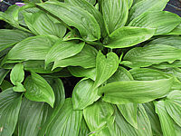 Klicken Sie auf die Vorschau, um das Vollbild zu sehen Hosta%20tardiva%2001.JPG