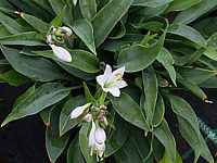 Klicken Sie auf die Vorschau, um das Vollbild zu sehen Hosta%20tardiva%20Hadspen%20Heron%2002.jpg