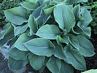 Klicken Sie auf die Vorschau, um das Vollbild zu sehen Hosta%20tokudama%20Perle%2001.jpg