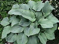 Klicken Sie auf die Vorschau, um das Vollbild zu sehen Hosta%20tokudama%20Perle%2002.jpg