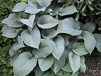 Klicken Sie auf die Vorschau, um das Vollbild zu sehen Hosta%20tokudama%20Perle%2003.JPG