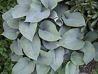 Klicken Sie auf die Vorschau, um das Vollbild zu sehen Hosta%20tokudama%20Perle%2004.JPG