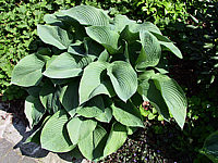 Klicken Sie auf die Vorschau, um das Vollbild zu sehen Hosta%20tokudama%20Perle%2005.jpg