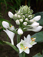Klicken Sie auf die Vorschau, um das Vollbild zu sehen Hosta%20tokudama%20Perle%20Bluete.jpg