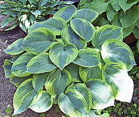 Klicken Sie auf die Vorschau, um das Vollbild zu sehen Hosta%20tokudama%20flavo-circinalis%2001.jpg