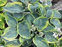 Klicken Sie auf die Vorschau, um das Vollbild zu sehen Hosta%20tokudama%20flavo-circinalis%2002.JPG