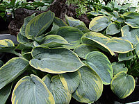 Klicken Sie auf die Vorschau, um das Vollbild zu sehen Hosta%20tokudama%20flavo-circinalis%2003.jpg