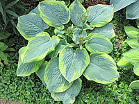 Klicken Sie auf die Vorschau, um das Vollbild zu sehen Hosta%20tokudama%20flavo-circinalis%2004.JPG