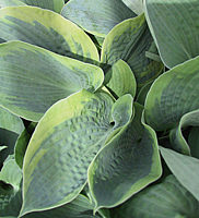 Klicken Sie auf die Vorschau, um das Vollbild zu sehen Hosta%20tokudama%20flavo-circinalis%2005.jpg